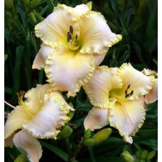 ASHEVILLE CITY LIGHTS ASHEVILLE CITY LIGHTS