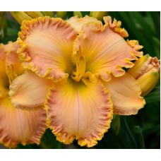 EDNA SELMAN EDNA SELMAN