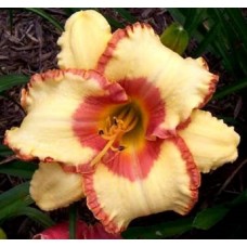 FACE OF VALOR FACE OF VALOR