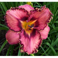 MYSTERY MAN MYSTERY MAN