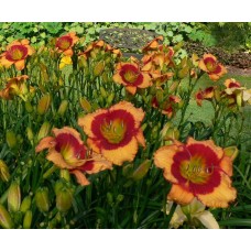 FOOLISH DRAGON FOOLISH DRAGON