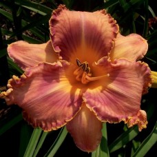 MAN OF THE HOUR MAN OF THE HOUR