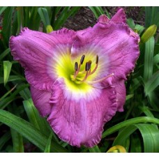 BLUE CORN MOON BLUE CORN MOON