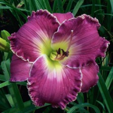 LORENA BOONE LORENA BOONE