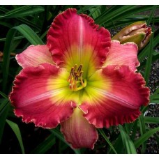 MARILYN LEE BOCK MARILYN LEE BOCK