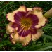 JEWEL OF THE BLUE RIDGE