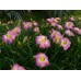 WHISPERS IN THE MORNING