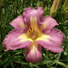 ALIEN EMPRESS ALIEN EMPRESS