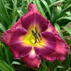 BUMBLEBERRY PIE BUMBLEBERRY PIE