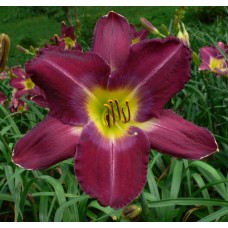 DAVID IN EILEEN’S GARDEN DAVID IN EILEEN’S GARDEN