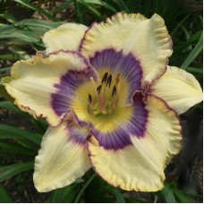 GNOME ALONE GNOME ALONE