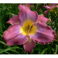 MOUNTAIN TWILIGHT MOUNTAIN TWILIGHT