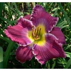 THUNDER IN THE MOUNTAINS