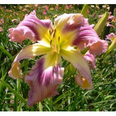 WIG IN A BOX WIG IN A BOX