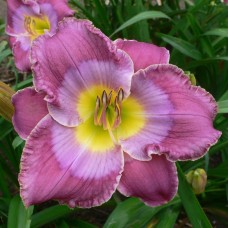 SOTTO VOCE SOTTO VOCE