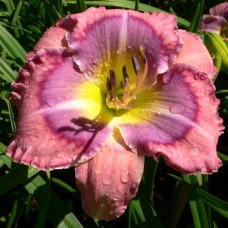 CAROLINA CANDY CAROLINA CANDY