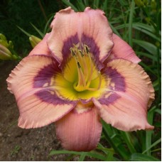 ONE RINGY DINGY ONE RINGY DINGY