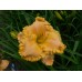 FUZZY DUCKLING 