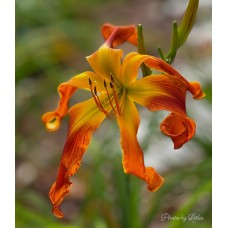 PUMPKIN BRITCHES
