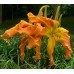 PUMPKIN BRITCHES
